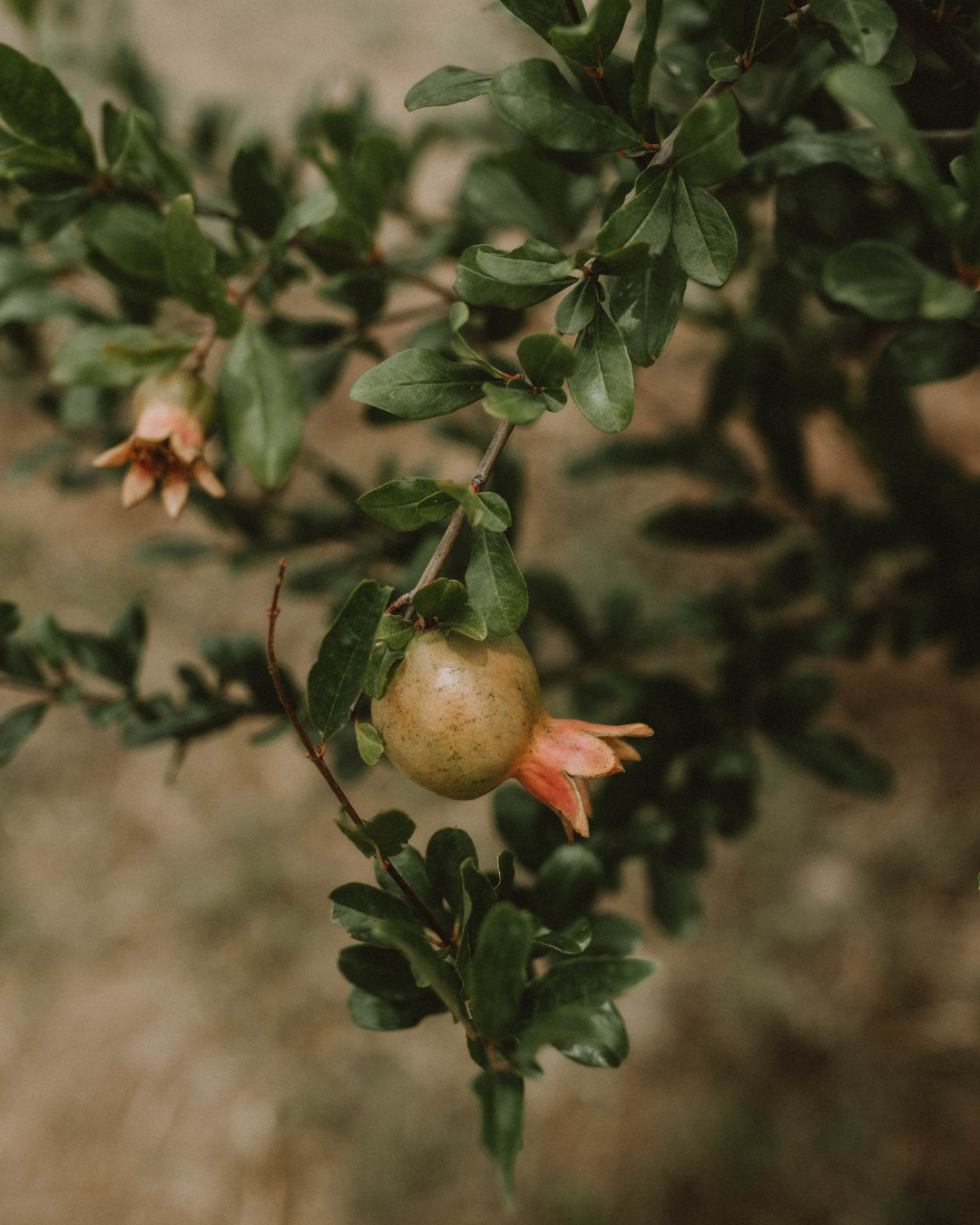 pomegranates growing at the farm